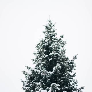 Pinetree wallpaper