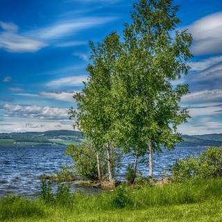 Nature summer mobile wallpaper