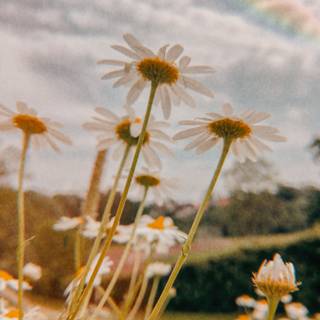 Vintage summer flower wallpaper