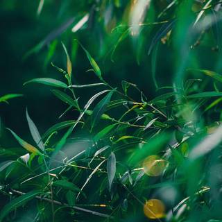 Nature summer mobile wallpaper