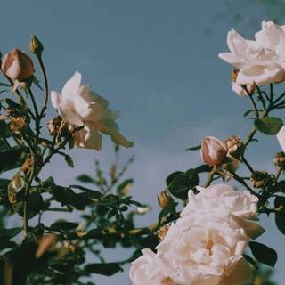 Vintage summer flower wallpaper