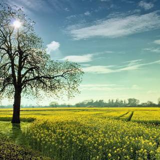 Vintage summer nature wallpaper