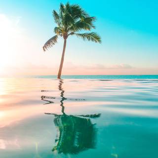 Tropic summer wallpaper