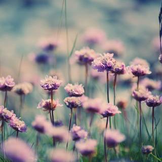 Vintage summer nature wallpaper