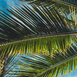 Tropic summer wallpaper