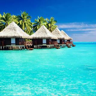 Tropic summer wallpaper