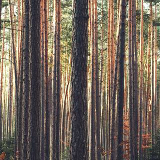 Vintage summer nature wallpaper