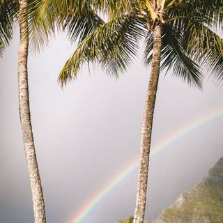 Nature summer mobile wallpaper