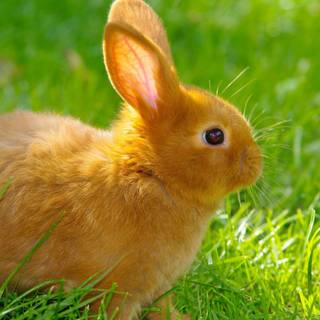 Rabbit summer wallpaper