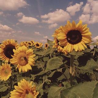 Vintage summer nature wallpaper