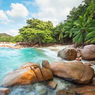 Tropic summer wallpaper