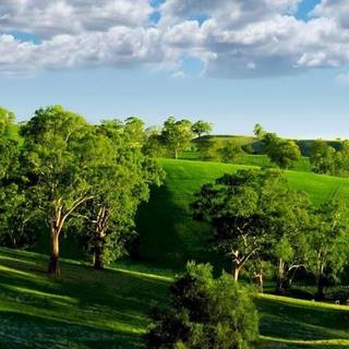 Nature summer mobile wallpaper