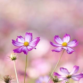 Vintage summer flower wallpaper