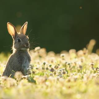 Rabbit summer wallpaper