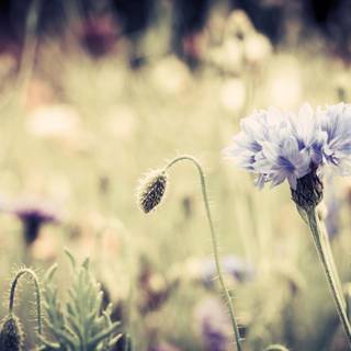 Vintage summer flower wallpaper