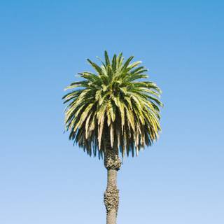 Tropic summer wallpaper