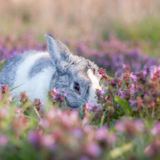 Rabbit summer wallpaper