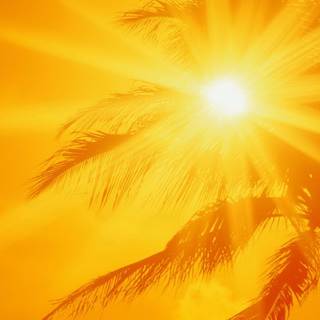 Tropic summer wallpaper