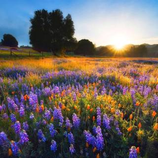 Country springtime wallpaper