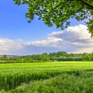 Nature summer mobile wallpaper