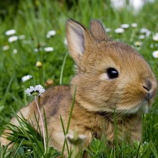 Rabbit summer wallpaper
