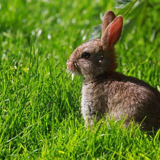 Rabbit summer wallpaper