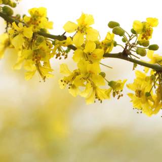 Spring aesthetic yellow wallpaper