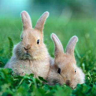 Rabbit summer wallpaper