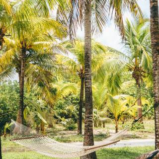 Tropic summer wallpaper