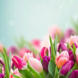 Country springtime wallpaper