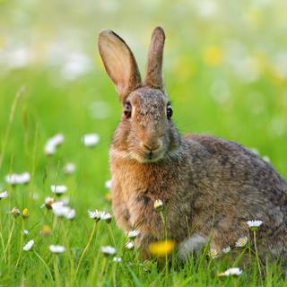 Rabbit summer wallpaper