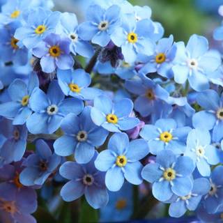Spring flowers blue wallpaper