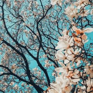 Aesthetic spring teal wallpaper