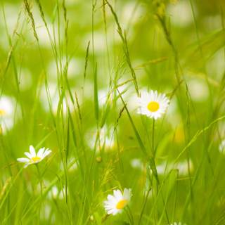 Nature summer mobile wallpaper