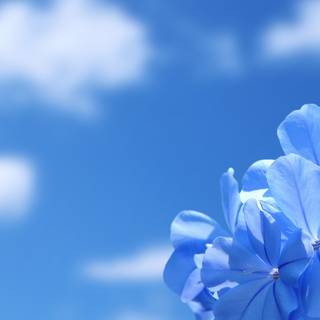 Spring flowers blue wallpaper