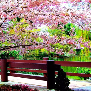 Country springtime wallpaper