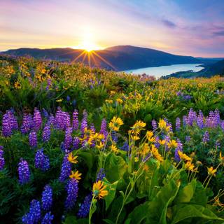 Country springtime wallpaper