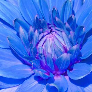 Spring flowers blue wallpaper