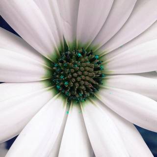 Spring white wallpaper