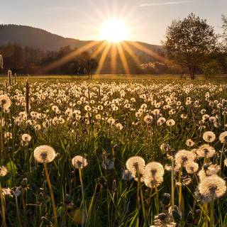 Nature summer mobile wallpaper