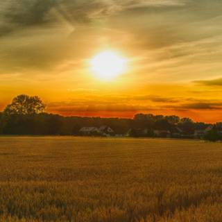 Nature summer mobile wallpaper