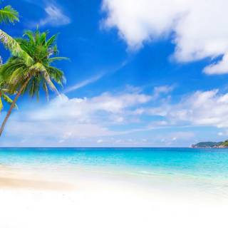 Tropic summer wallpaper