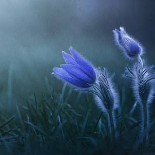 Spring flowers blue wallpaper