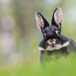 Rabbit summer wallpaper