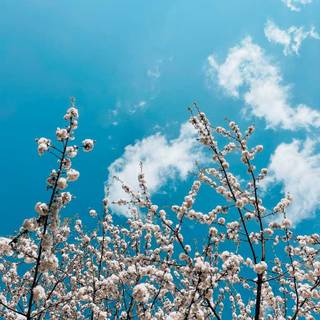 Aesthetic spring teal wallpaper