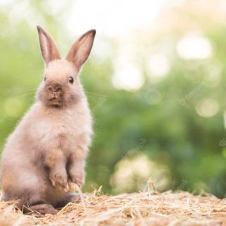 Rabbit summer wallpaper