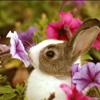 Rabbit summer wallpaper