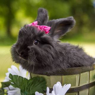 Rabbit summer wallpaper