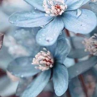 Spring flowers blue wallpaper