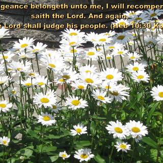 Summer Bible wallpaper